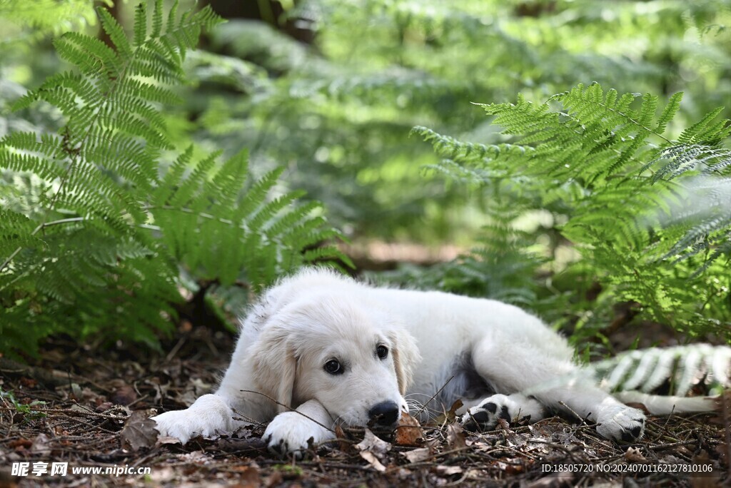 金毛犬