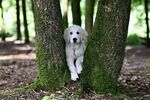 金毛犬