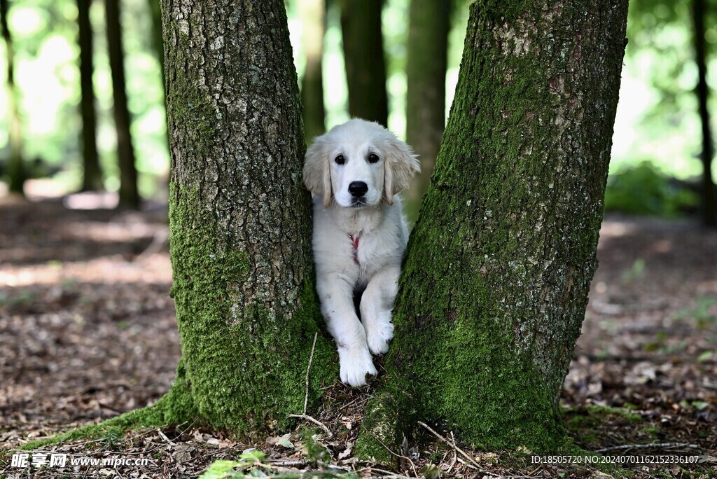 金毛犬