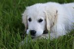 金毛犬