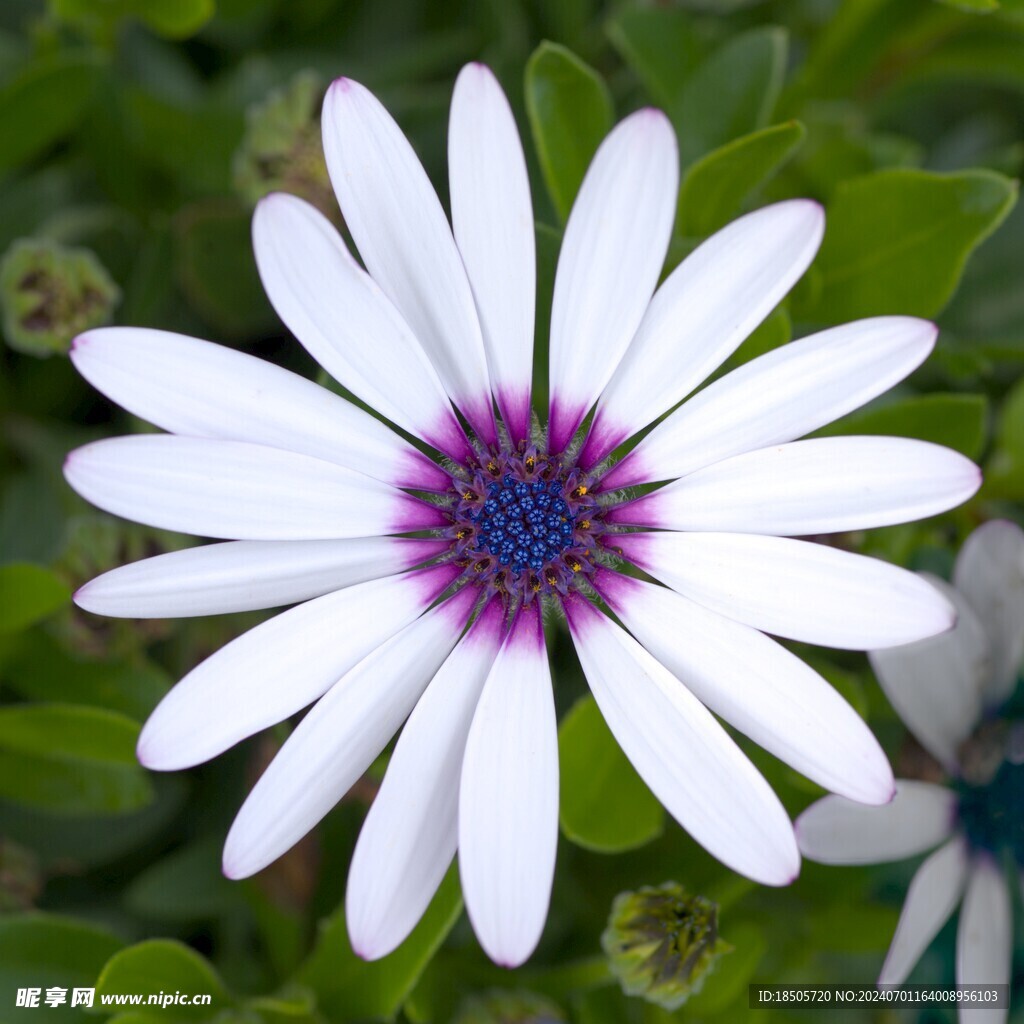 小野花