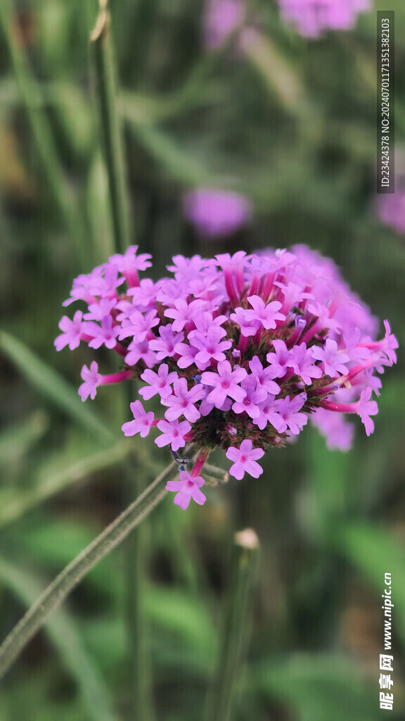 柳叶马鞭草一朵紫色的花