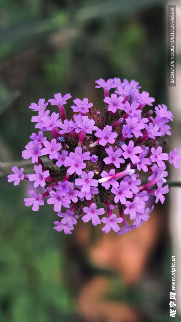 柳叶马鞭草局部特写