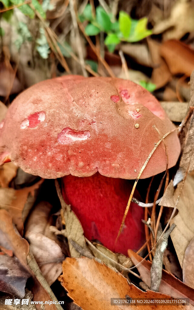野生菌