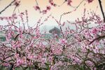 樱花摄影