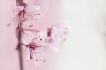 樱花摄影