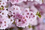 樱花摄影