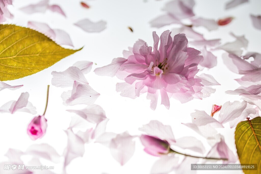 樱花摄影