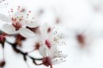 樱花摄影