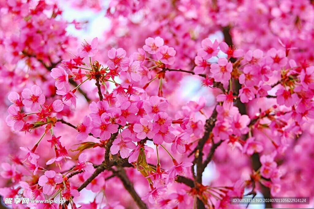 樱花