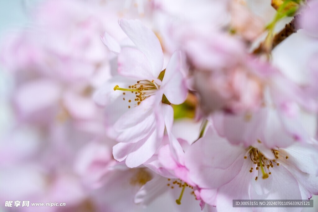 樱花