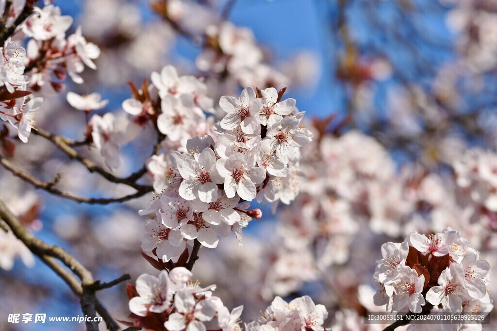 樱花