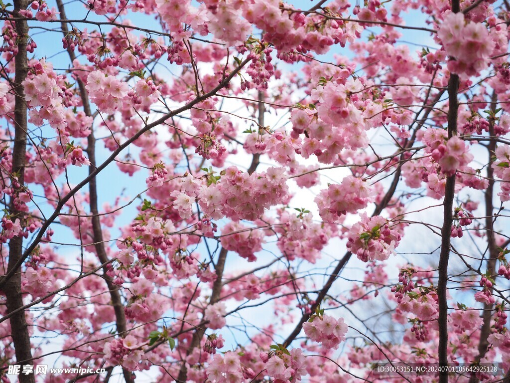 樱花