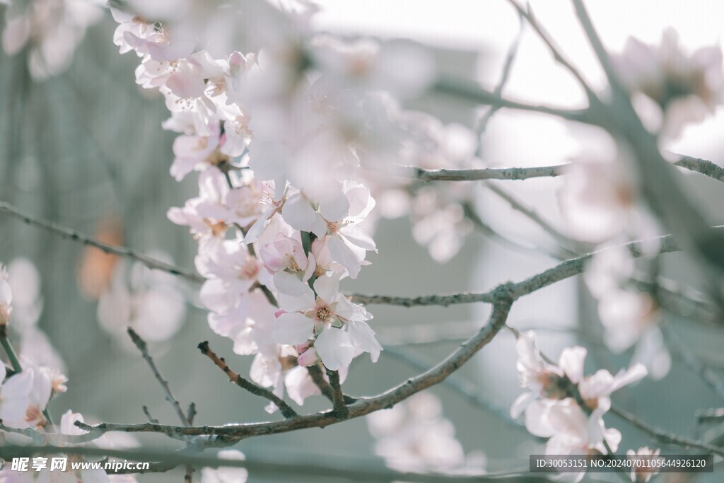 樱花