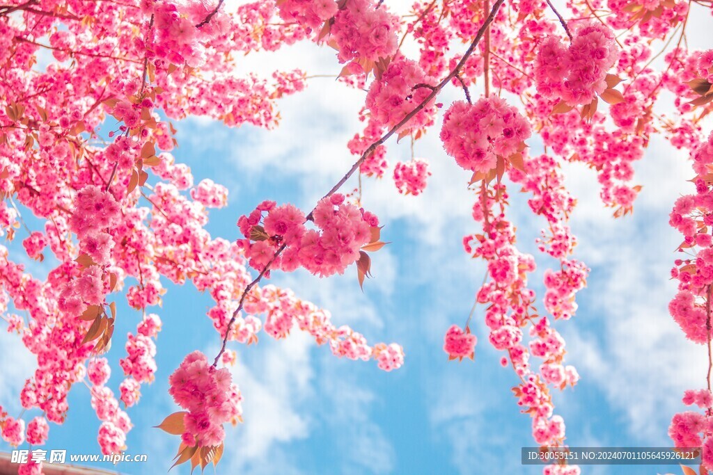 樱花