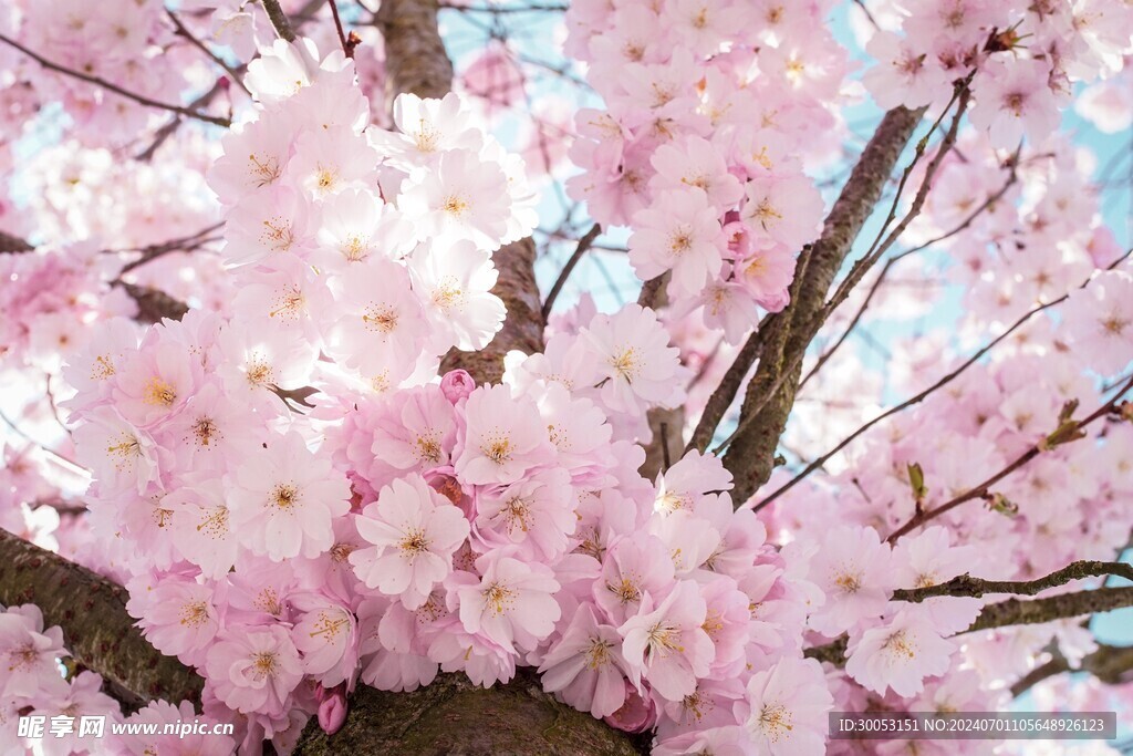 樱花