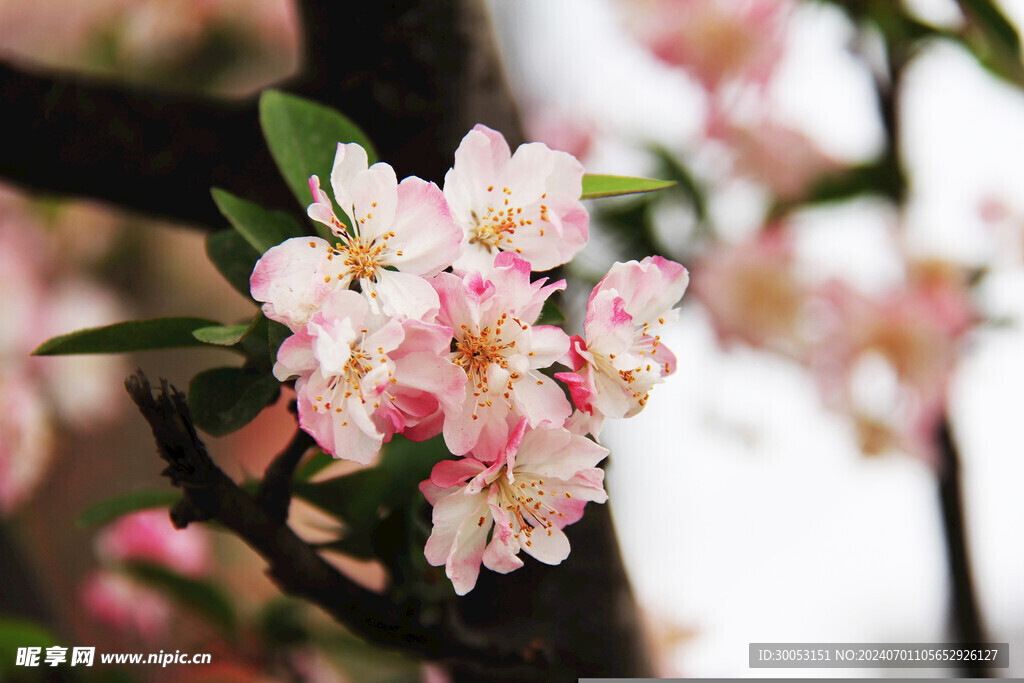 樱花