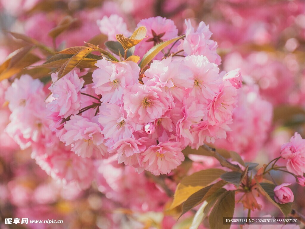 樱花