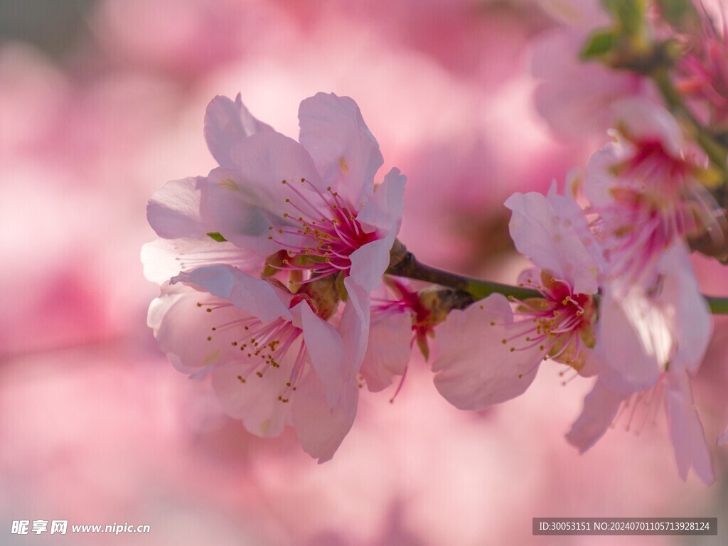樱花摄影