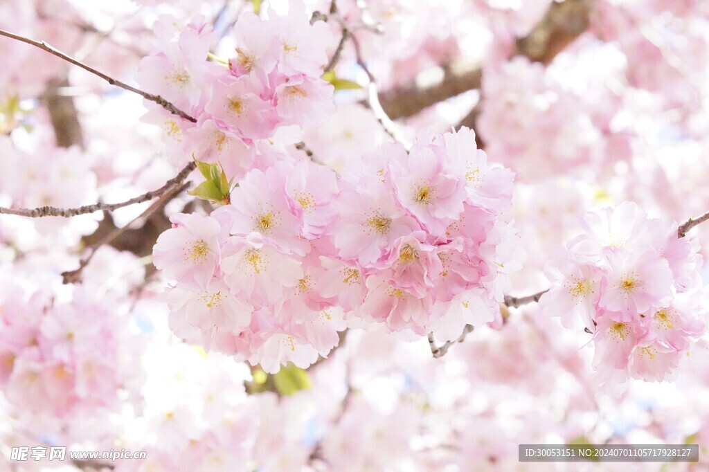 樱花摄影