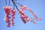 樱花摄影