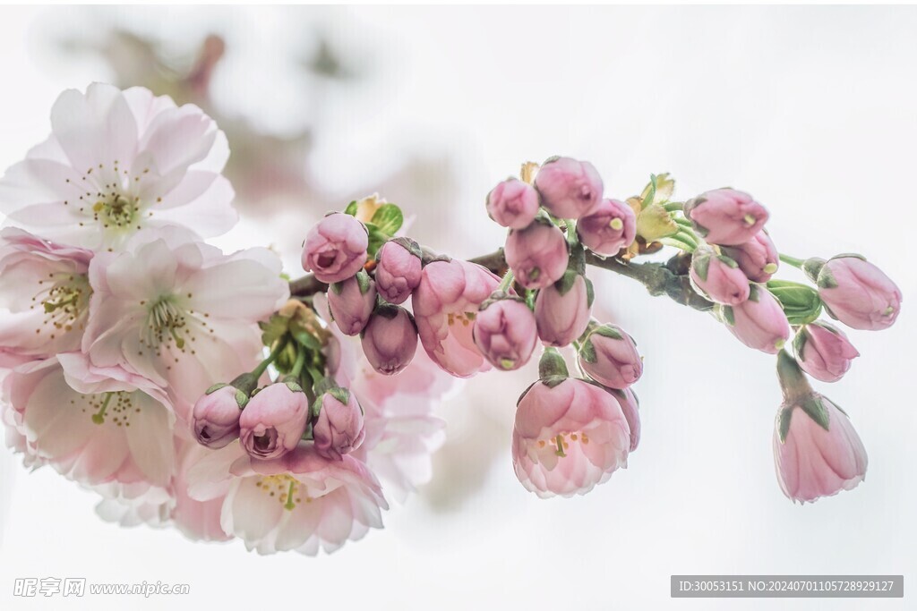 樱花摄影