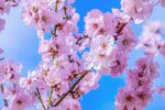 樱花摄影