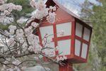 樱花摄影