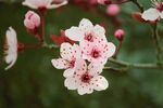 樱花摄影