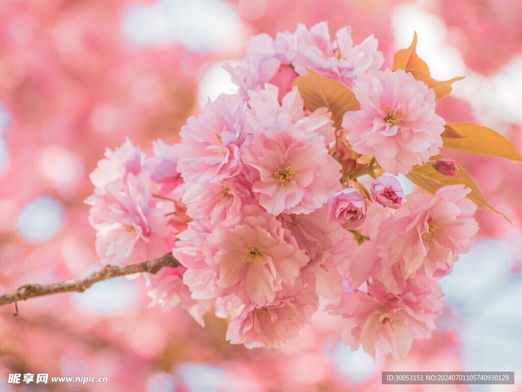 樱花摄影