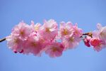 樱花摄影