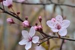 樱花摄影