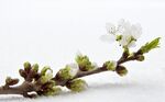 樱花摄影