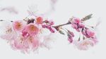 樱花摄影
