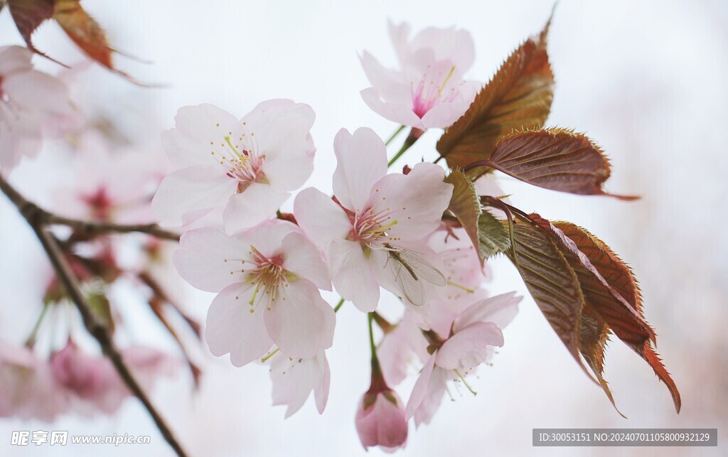 樱花摄影