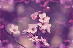 樱花摄影