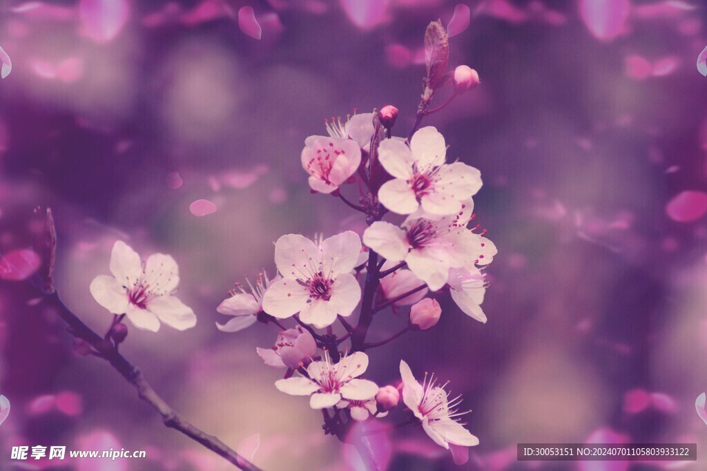 樱花摄影