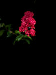 红色紫薇花