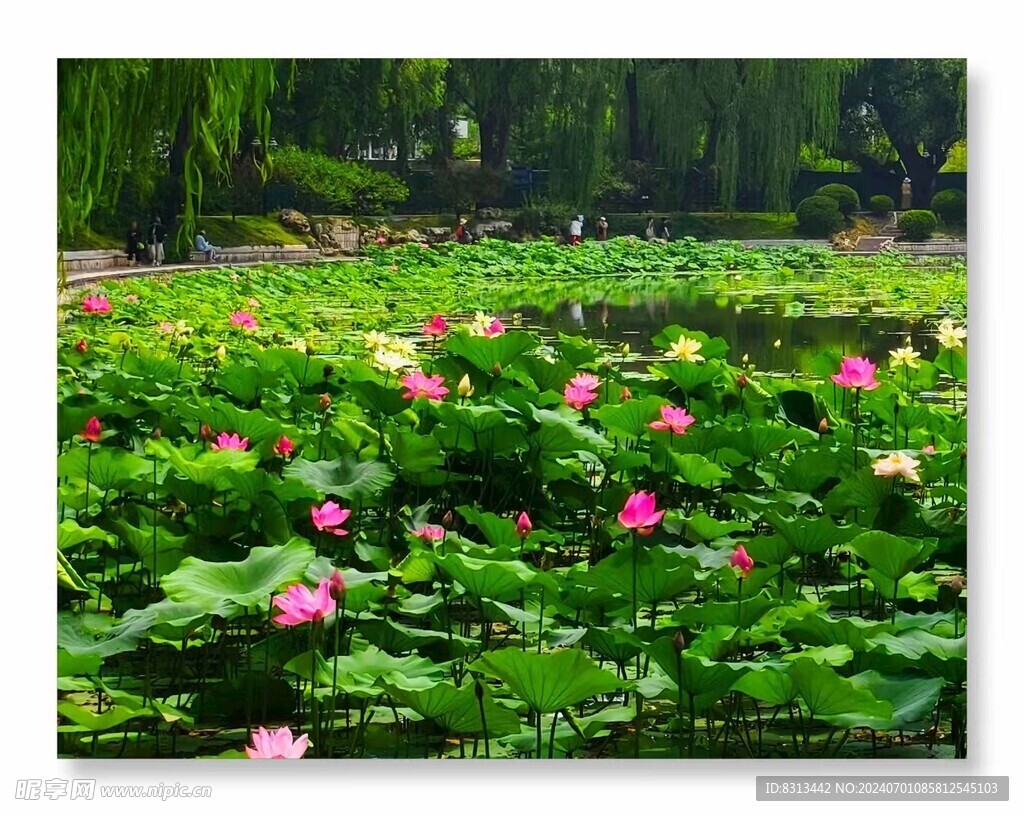 荷花