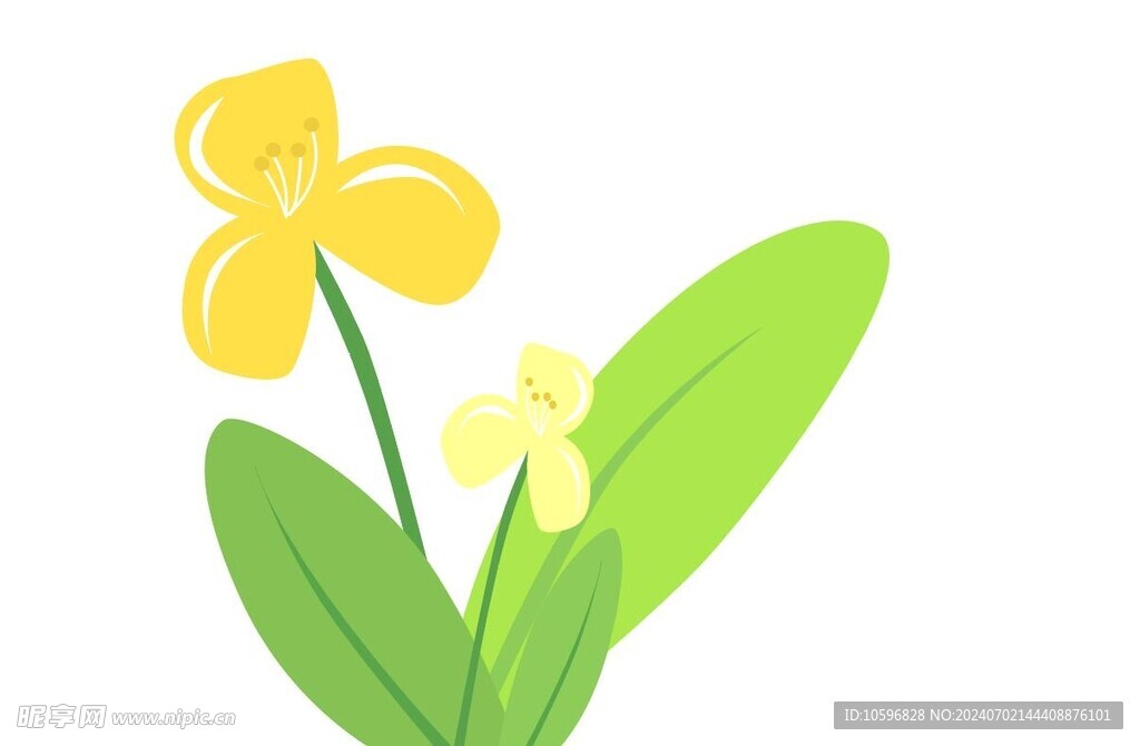 绿植花朵