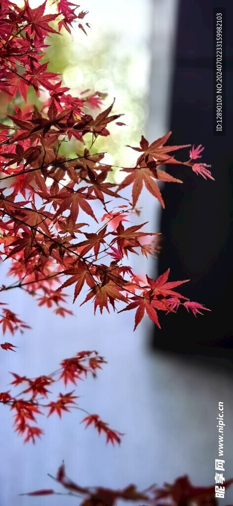 红枫叶