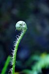 蕨类植物