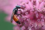 蜜蜂