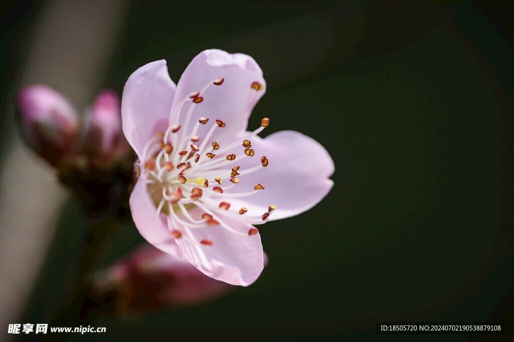 桃花