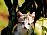小猫