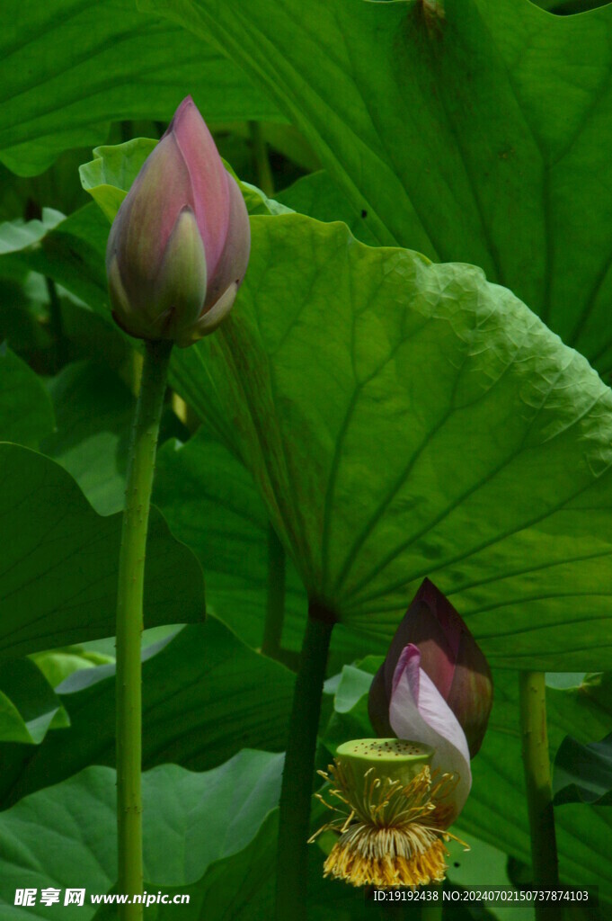 荷花荷叶 
