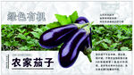 茄子
