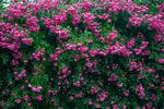 蔷薇花背景墙