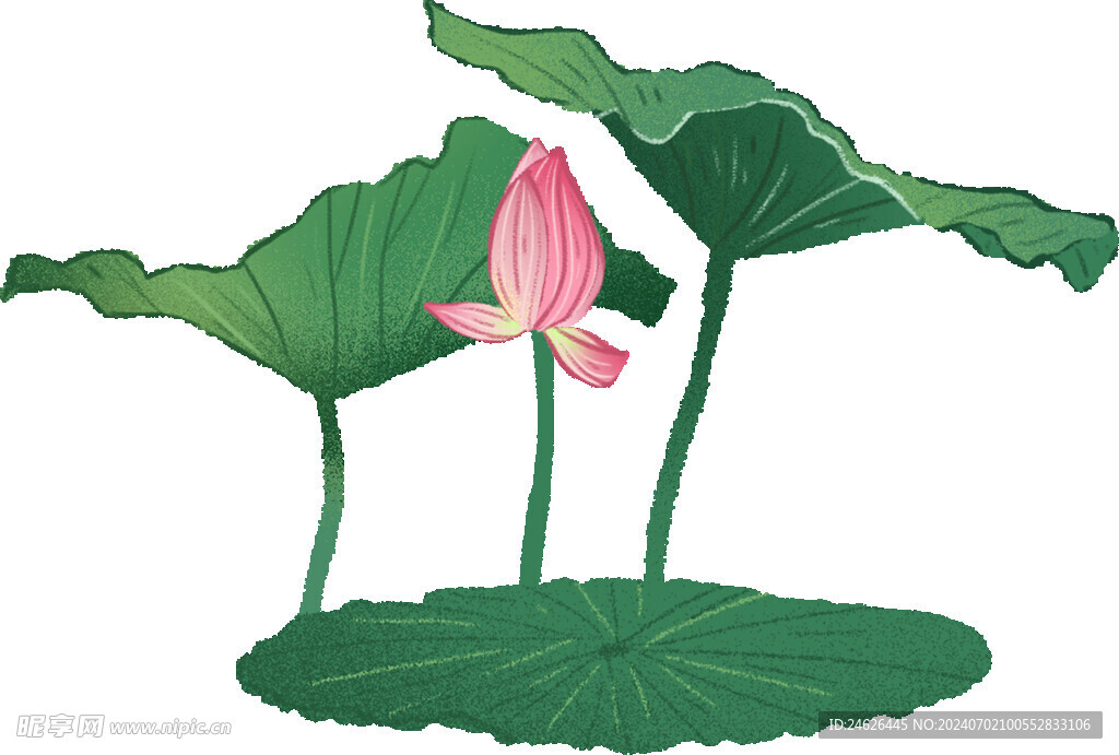手绘漂亮的荷花荷叶插画元素图片