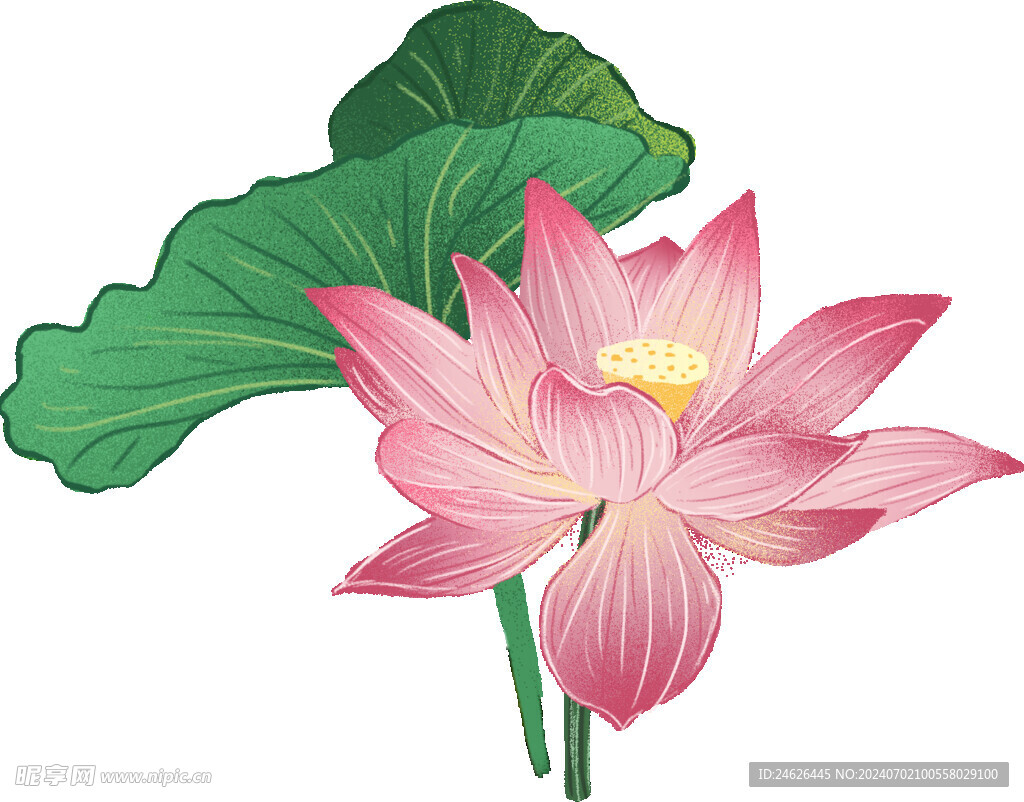 手绘漂亮的荷花荷叶插画元素图片
